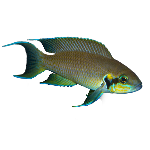 Imagem do peixe Brichardi